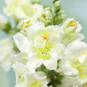 Snapdragon madame butterfly ivory seeds 25