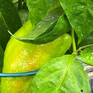 Pepper Sugar rush peach pepper seeds 15