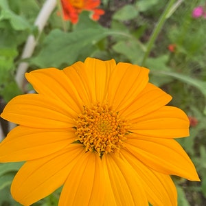Semi di girasole azteco, cimelio di girasole, 50