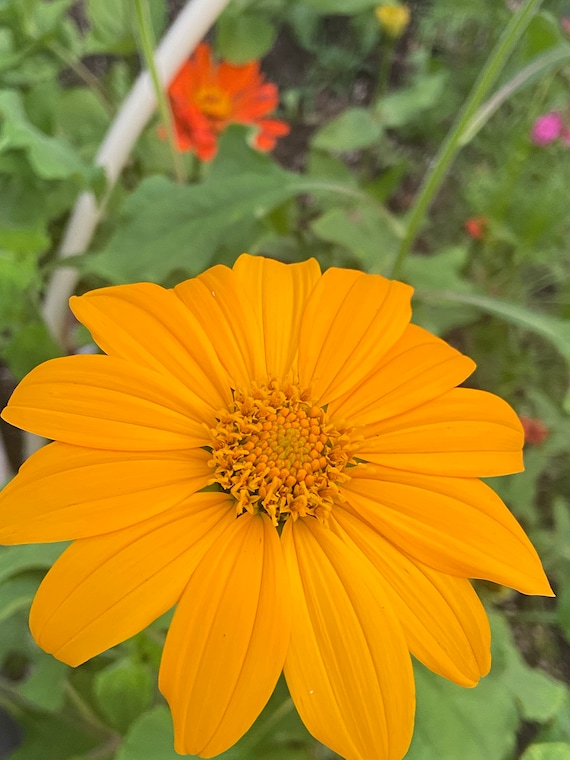 Sunflower Aztec Sun Flower Heirloom Seed 50 - Etsy Ireland