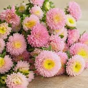 Semillas de Aster Bonita She’ll Pink 25