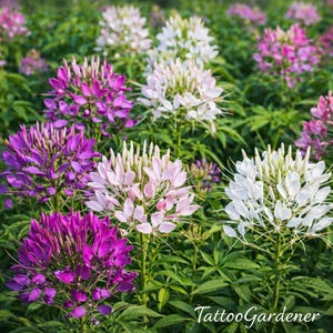 Semillas de flores de Cleome de colores mixtos