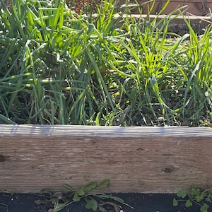 Onion Bunching Heshiko  heirloom seed 100