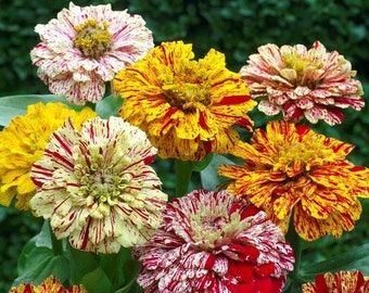 Zinnia Candy striped mix seeds 50