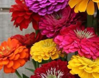 Zinnia Benary’s Giant mix zinnia seeds 50