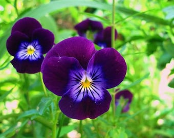 Sementes de Viola King Henry 35