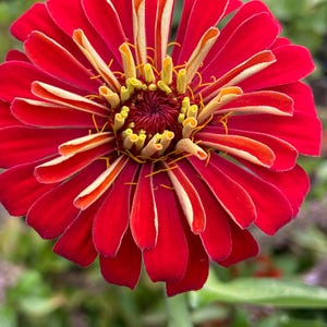 Zinnia Super cactus Redman heirloom flower seed 50