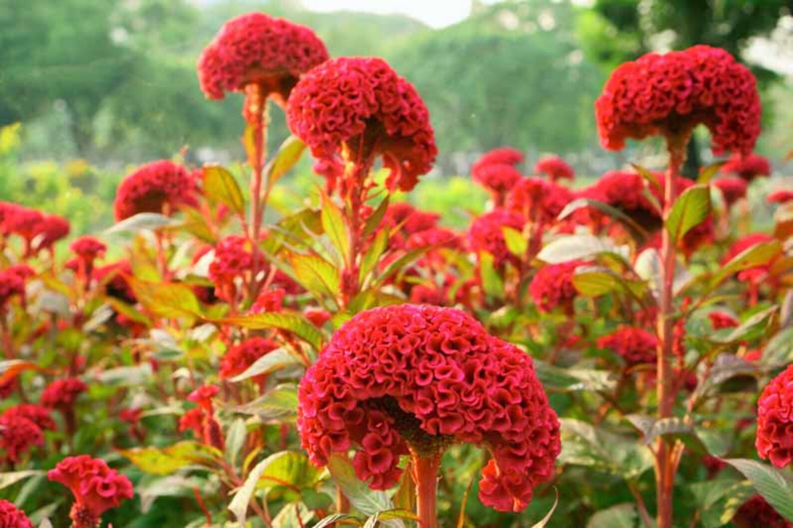 Giant Indiana Heirloom seeds 20 Etsy