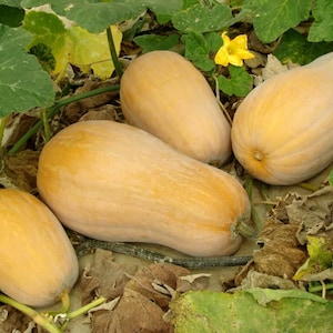 Puede incluir: Cuatro calabazas de color amarillo pálido están tiradas en el suelo entre hojas verdes y hojas marrones y secas. Las calabazas son de diferentes tamaños y formas.