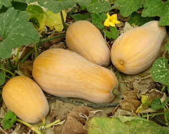 Waltham Butternut Squash Organic