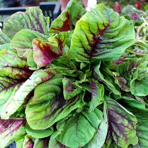 Spinach Amaranth Chinese Multicolor Heirloom seeds 25