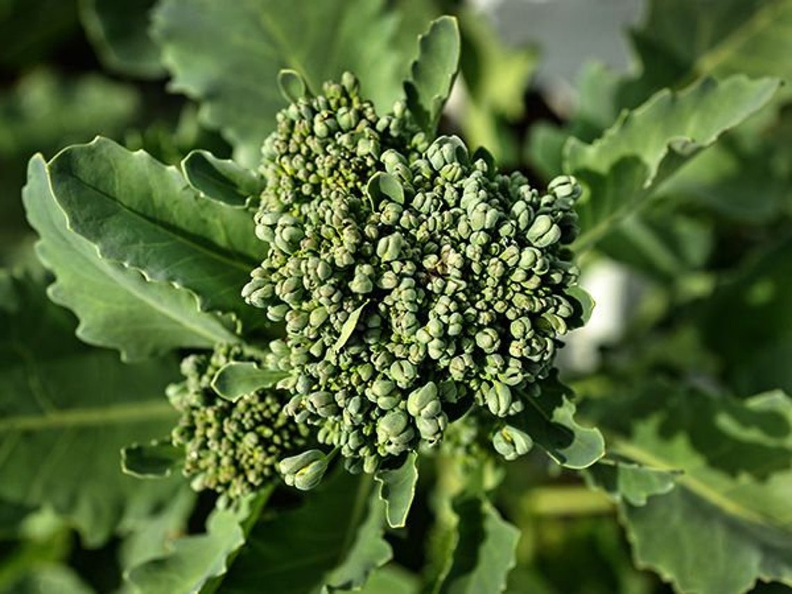 Broccoli Raab Early Rapini Heirloom Seeds 50 Etsy