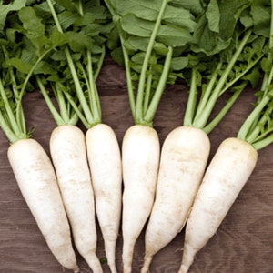Rettich Chinesischer weißer Rettich Samen 50