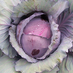 Cabbage Red Acre heirloom   seeds 100