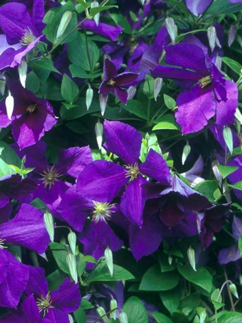 TattooGardener Clematis Jackmanii - Thumbnail 4