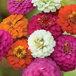 Zinnia cut and came again flower seeds 50 image 1