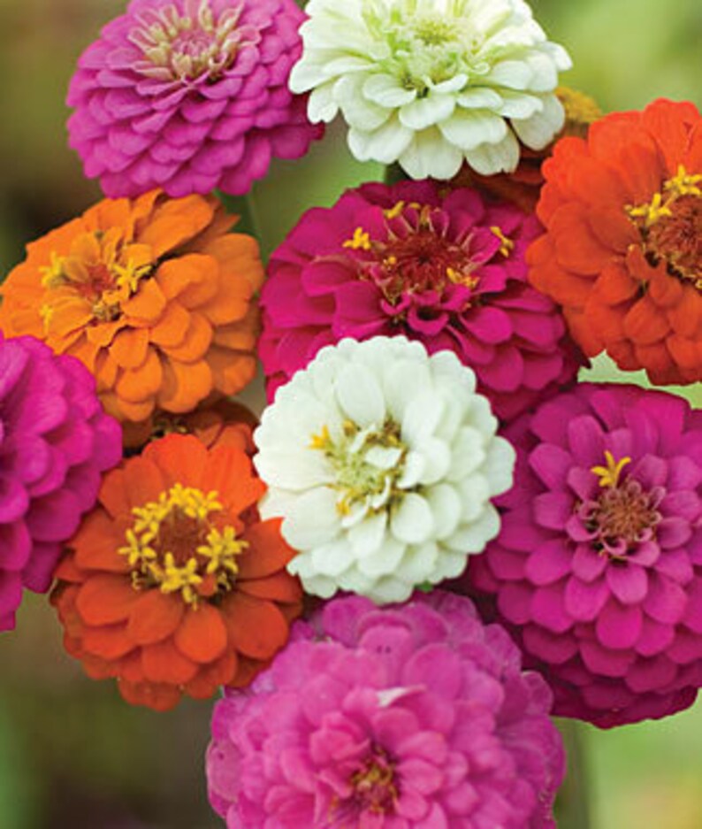 Zinnia cut and came again flower seeds 25 Etsy