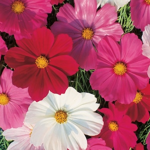 Cosmos sensation mix seeds 50