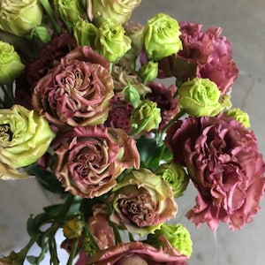 Lisianthus  Rosanne Brown Pelleted  Flower seed 25