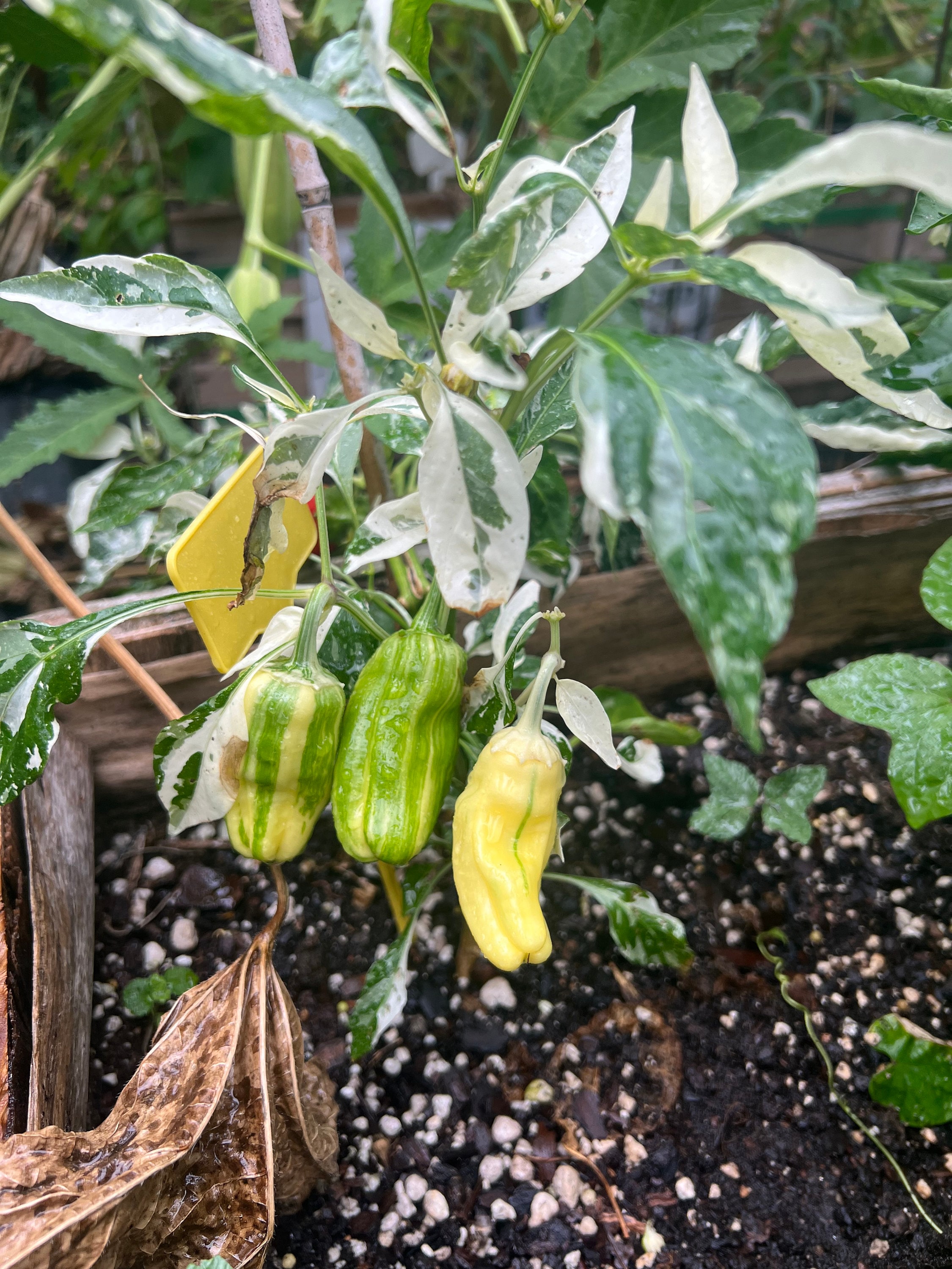 Pepper Candy Cane Pepper Seeds 10 Etsy