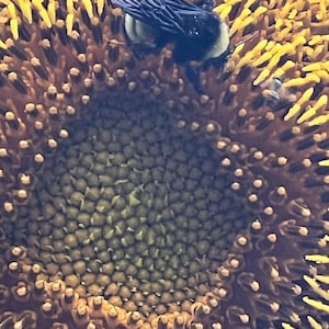 Sunflower Mammoth Grey Striped heirloom seed 25