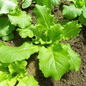 May include: Close-up of a patch of green leafy vegetables growing in a garden bed. The leaves are large and have a slightly crinkled texture.
