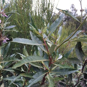Yerba Santa Samen 10