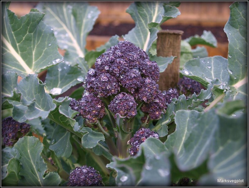 Broccoli early purple sprouting heirloom seeds 10 Etsy