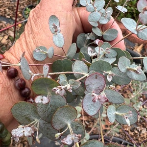 Eucalyptus baby blue seed 25