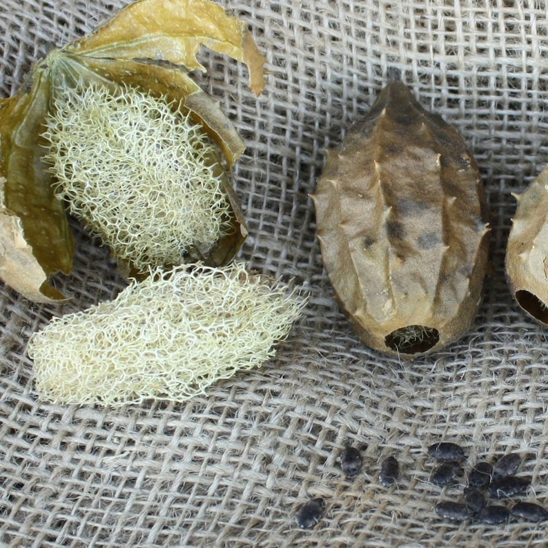 Loofah seeds 30 Etsy