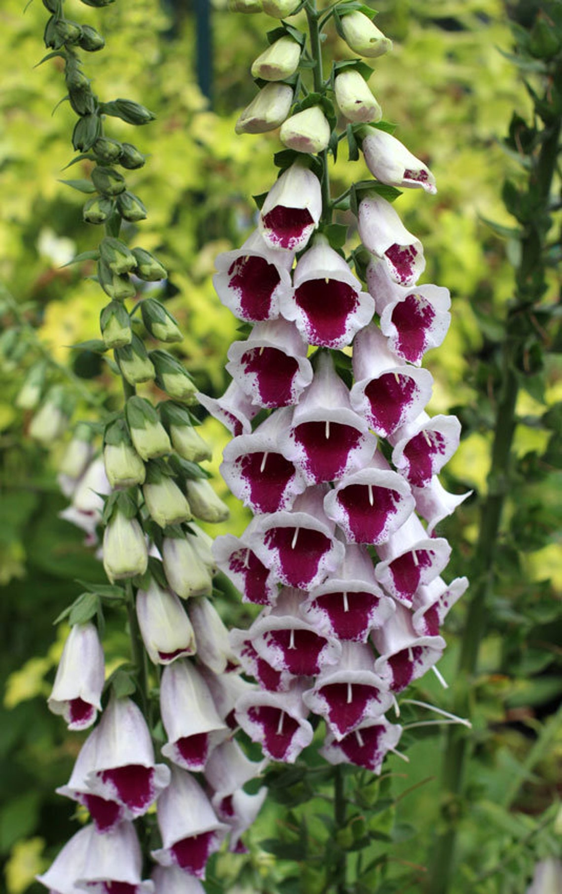 Foxglove Digitalis Pams Choice Seeds 25 Etsy Canada