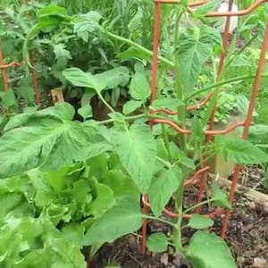 以下が含まれることがあります： 赤い金属製のケージに沿って成長しているトマトの植物のクローズアップ。トマトの植物は緑の葉を持ち、緑の芝生に囲まれています。庭にはレタスも生えています。