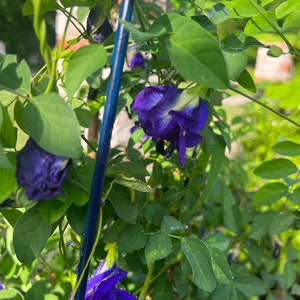 以下が含まれることがあります： 鮮やかな濃い紫色のバタフライピーの花が、白い中心部と共に緑の蔓に咲いています。植物は、青く光沢のある細い金属製の支柱に支えられており、その支柱は豊かな葉の間を垂直に伸び、繊細な花びらと楕円形の葉を際立たせています。