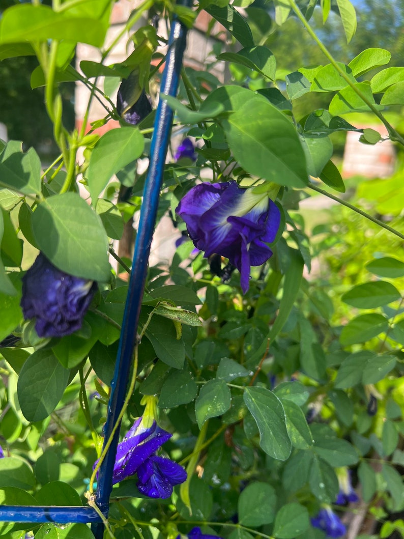 以下が含まれることがあります： 鮮やかな濃い紫色のバタフライピーの花が、白い中心部と共に緑の蔓に咲いています。植物は、青く光沢のある細い金属製の支柱に支えられており、その支柱は豊かな葉の間を垂直に伸び、繊細な花びらと楕円形の葉を際立たせています。