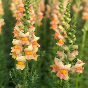 Snapdragon costa apricot seeds 25