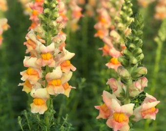 Snapdragon costa apricot seeds 50