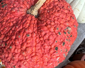 May include: A large, bumpy, orange pumpkin with dark green spots. The pumpkin has a thick, brown stem.