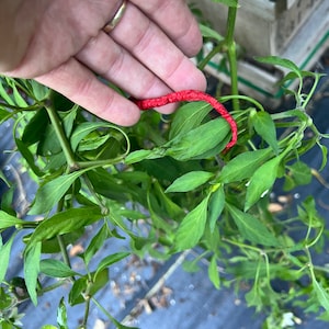 Pepper Thunder mountain Longhorn seed 10