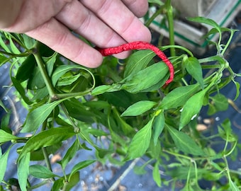 Pepper Thunder mountain Longhorn seed 10