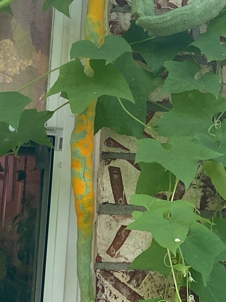 Squash Snake Bean Chinese Python Heirloom Seed 5 - Etsy