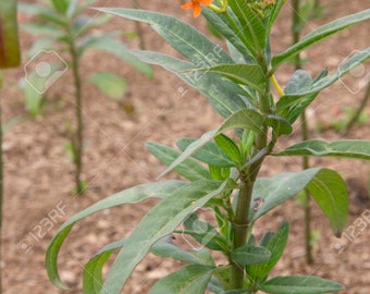 Milkweed Asclepias Apollo orange flower seed 25