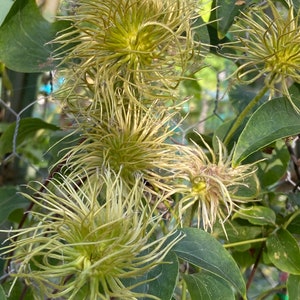 Clematis Henryi seed 15 image 3