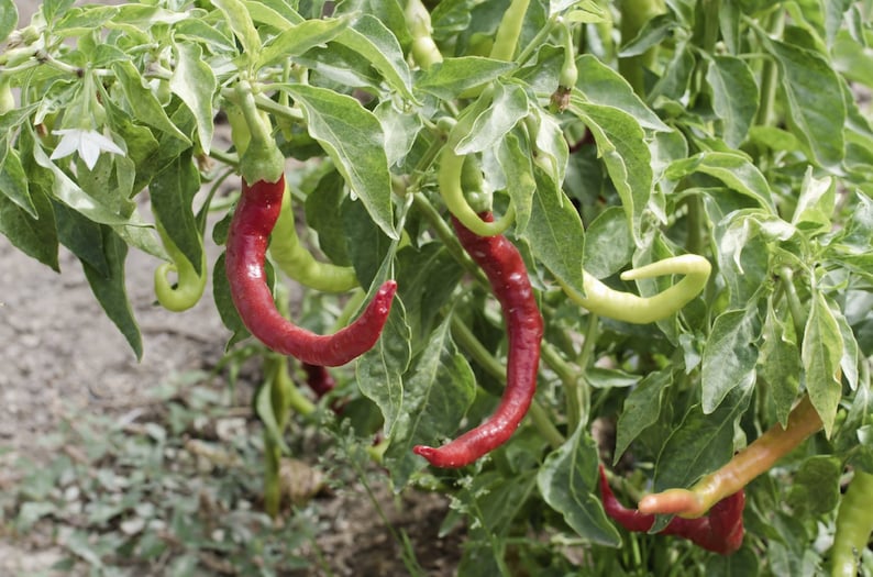 Pepper Hungarian paprika pepper seeds 10 Etsy