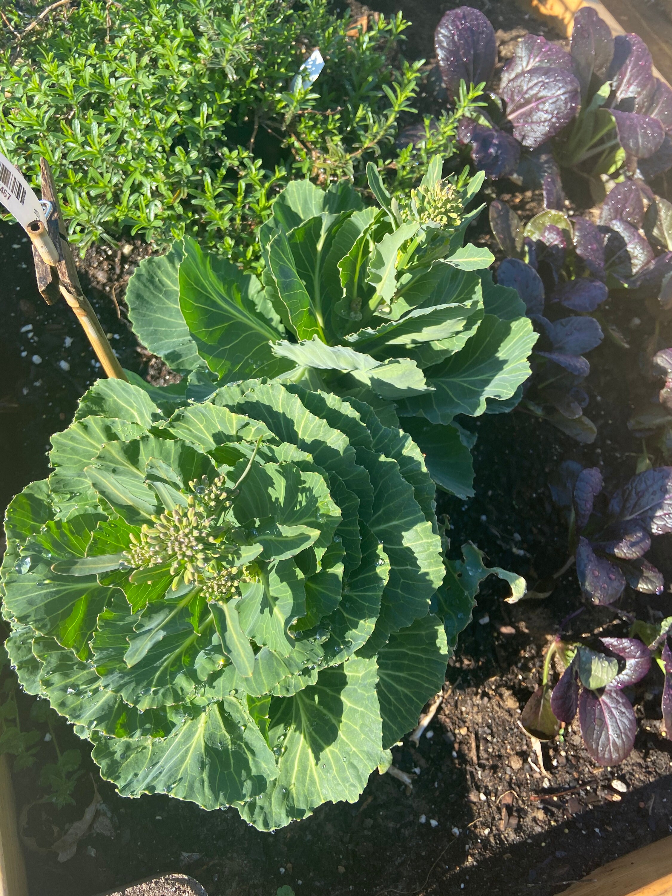 Broccoli Green Magic Vegetable Seed 50 Etsy