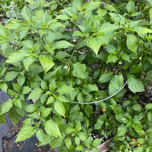 Pepper black bhutlah Intense, hot pepper seed 5