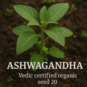 Ashwagandha Vedic-certifierade ekologiska frön 20 bild 1