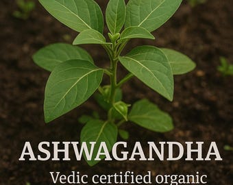 Semente orgânica certificada Ashwagandha Vedic 20