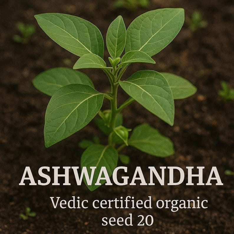 Ashwagandha Vedic-certifierade ekologiska frön 20 bild 1