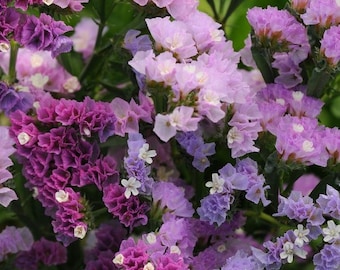 Statice Patel mix Blomfrön 50