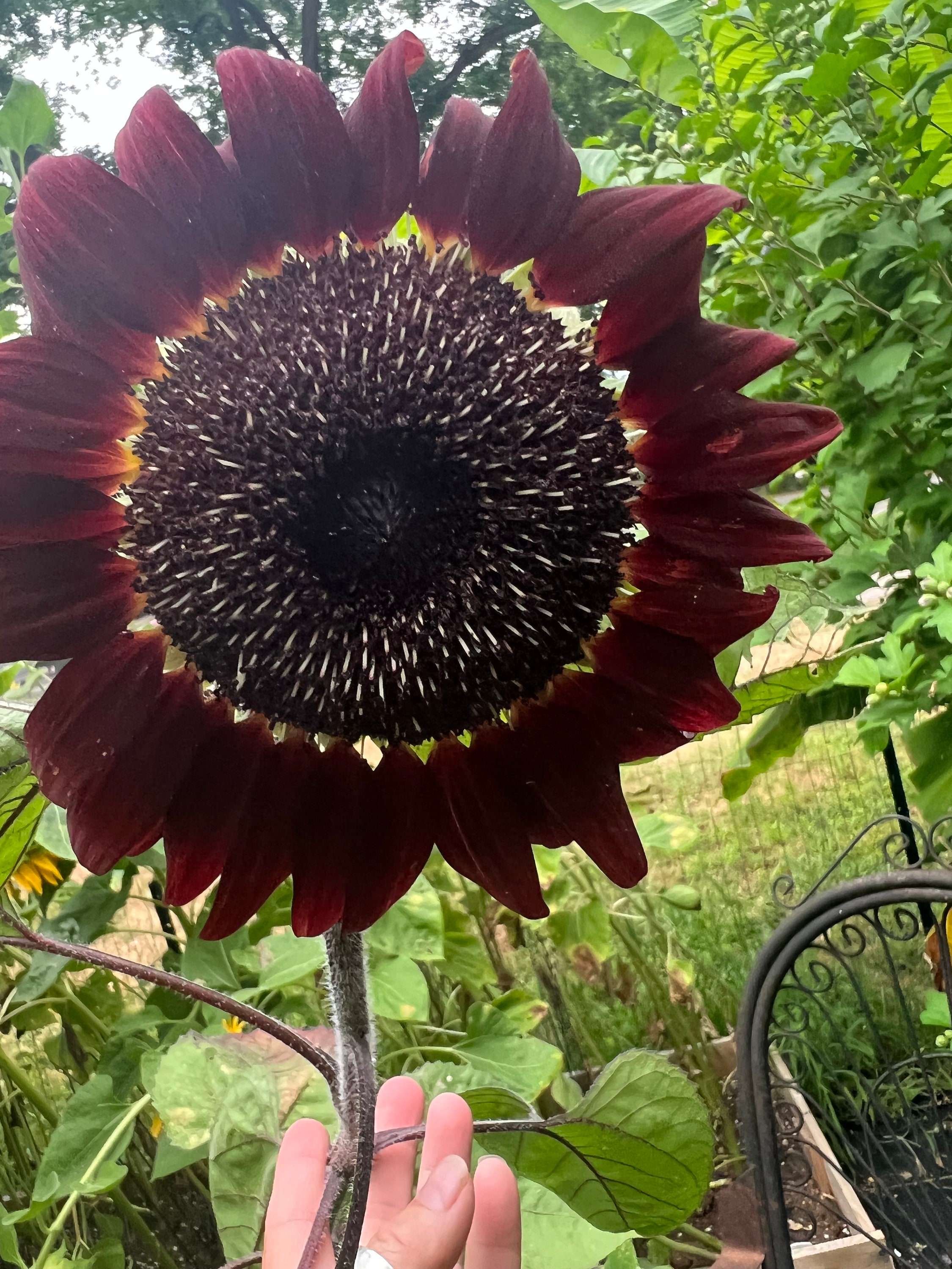 Sunflower Shock-o-lat Flower Seeds 25 - Etsy